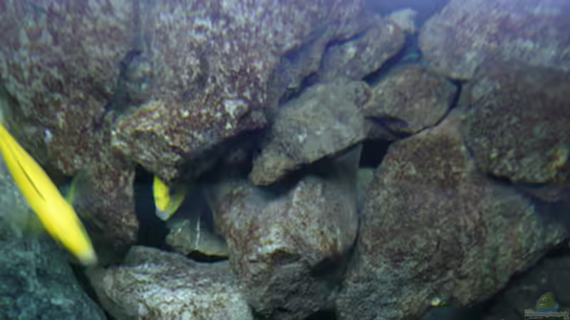 Dekoration im Aquarium Malawi von Cichlid Power (24)