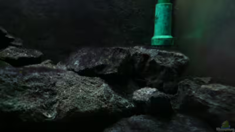 Dekoration im Aquarium Malawi von Cichlid Power (26)