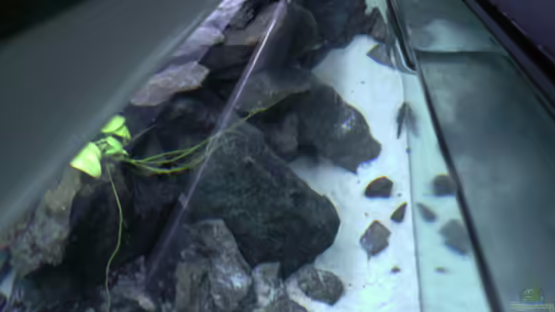 Dekoration im Aquarium Malawi von Cichlid Power (27)