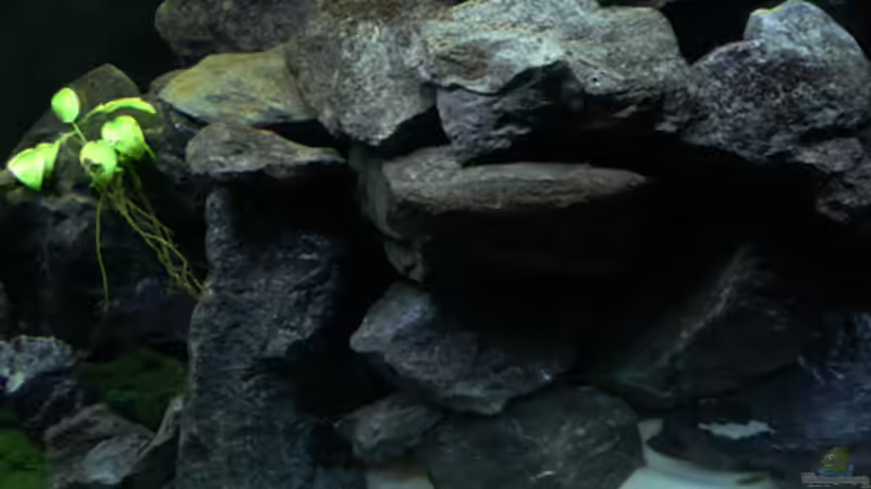 Dekoration im Aquarium Malawi von Cichlid Power (28)