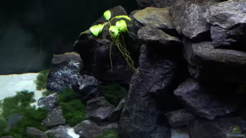 Dekoration im Aquarium Malawi von Cichlid Power (29)