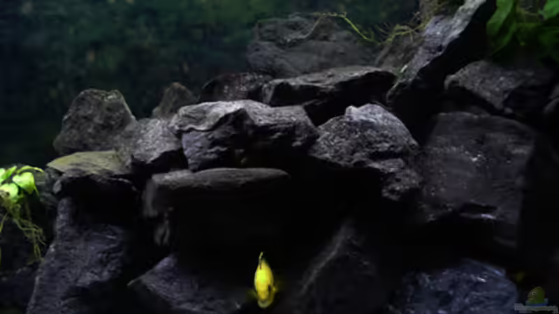 Dekoration im Aquarium Malawi von Cichlid Power (30)