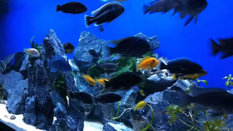 Dekoration im Aquarium Malawi von Danny Michel (8)