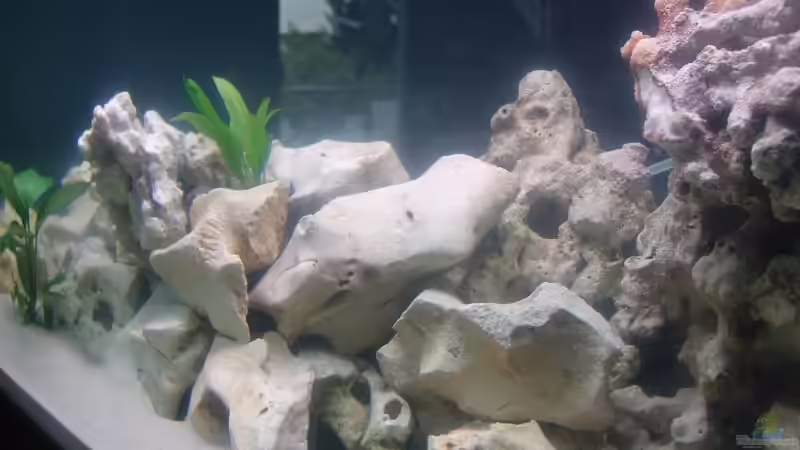 Dekoration im Aquarium Malawi von Fabian Lehmann (8)