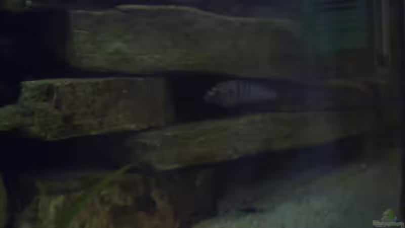 Dekoration im Aquarium Malawi von Harte84 (3)