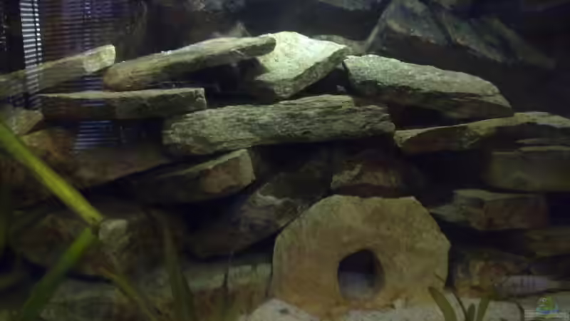 Dekoration im Aquarium Malawi von Harte84 (4)