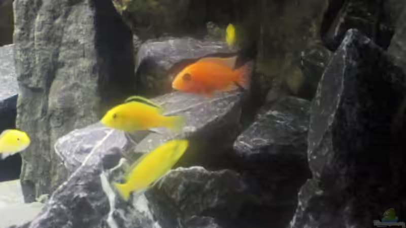 Dekoration im Aquarium Malawi von Ralf_Malawi (4)