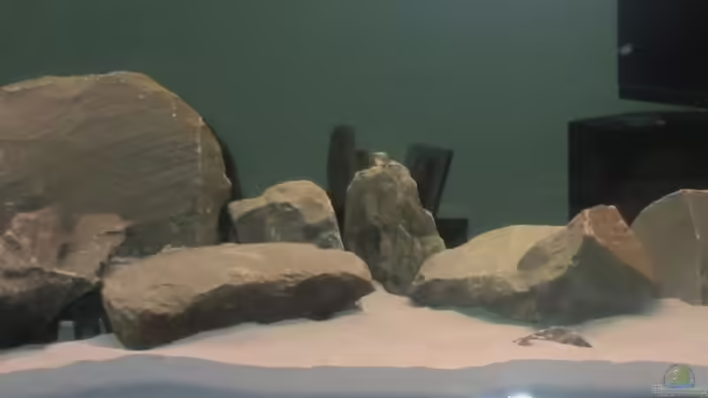 Dekoration im Aquarium Malawi von Ralf_Malawi (5)