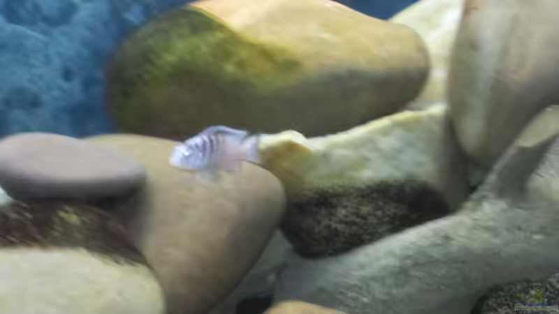 Dekoration im Aquarium Malawi von tolschy (3)