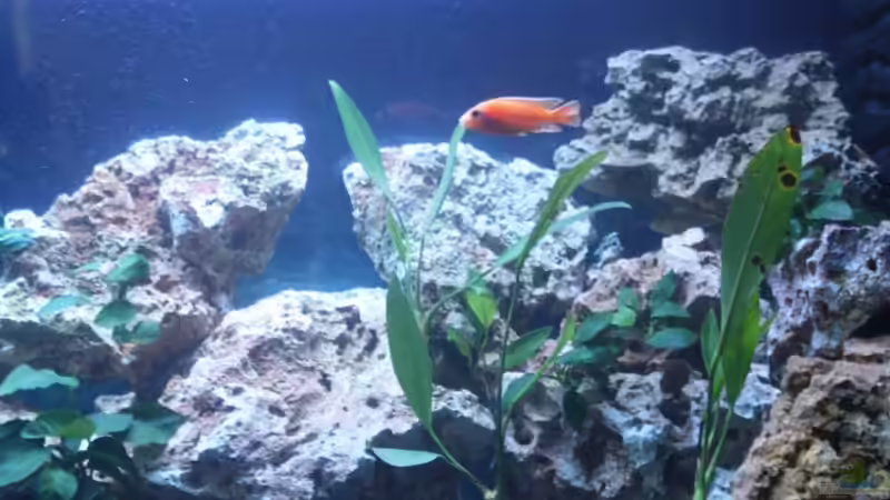 Dekoration im Aquarium Malawi Welt von BAD666 (15)
