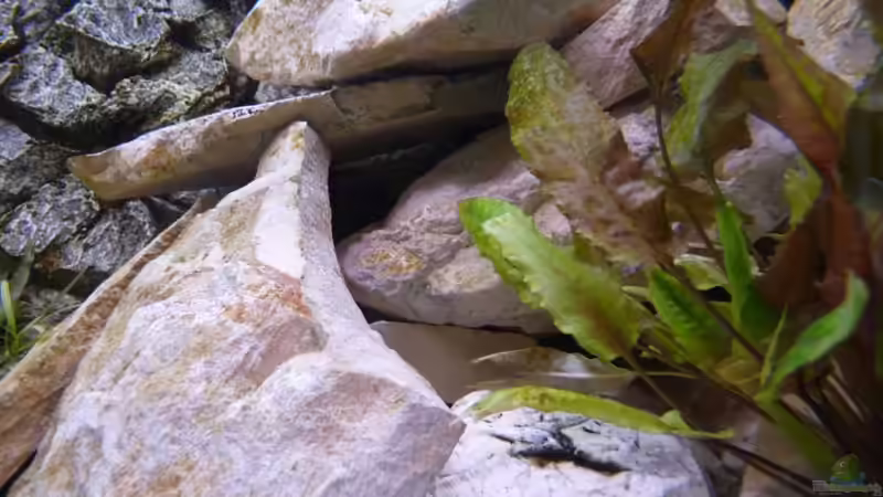 Dekoration im Aquarium Malawi XX351XX - wurde aufgeloest von Stefan J. (6)