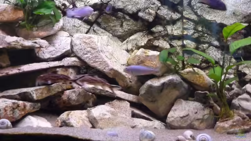 Dekoration im Aquarium Malawi XX351XX - wurde aufgeloest von Stefan J. (7)