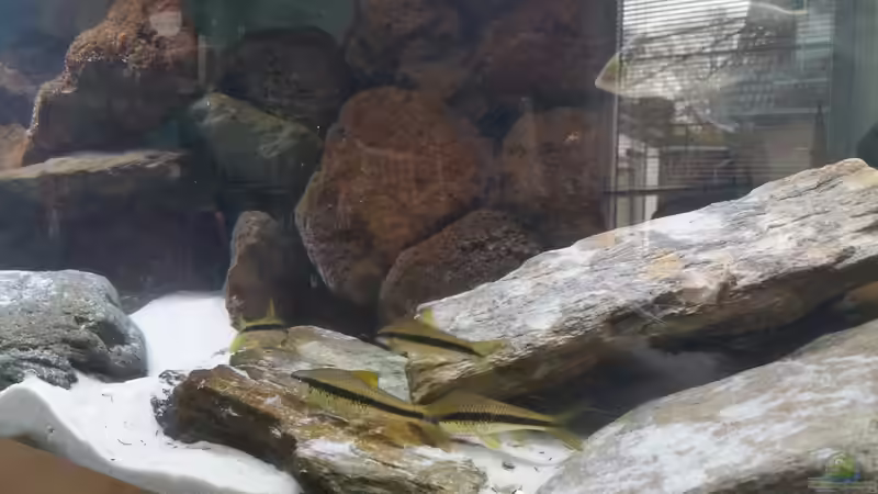 Dekoration im Aquarium MalawiBecken von Mia Sun (6)