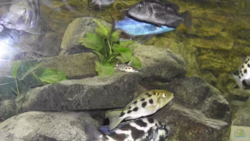 Dekoration im Aquarium Malawibecken von mr.boomBASCHTIc (6)