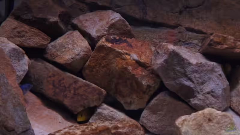 Dekoration im Aquarium Malawibecken von Richy (21)