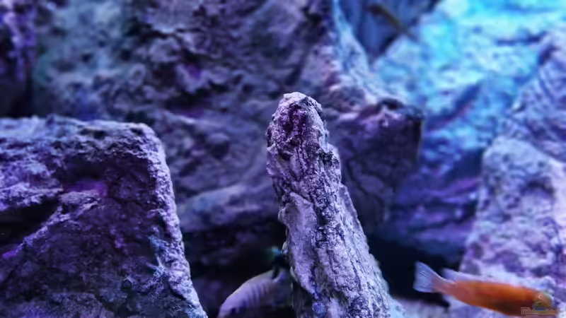 Dekoration im Aquarium Malawibiotop von Sven Meyer (11)