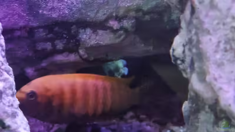 Dekoration im Aquarium Malawibiotop von Sven Meyer (12)