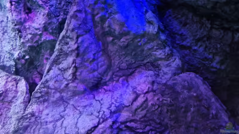 Dekoration im Aquarium Malawibiotop von Sven Meyer (14)