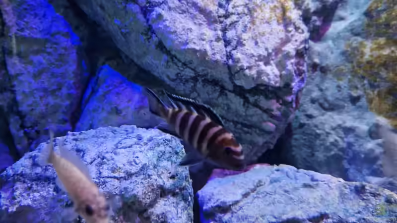 Dekoration im Aquarium Malawibiotop von Sven Meyer (15)