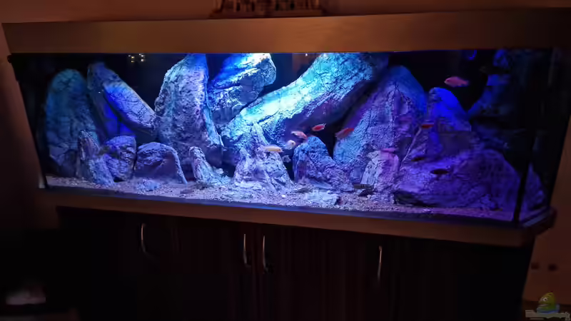 Dekoration im Aquarium Malawibiotop von Sven Meyer (2)