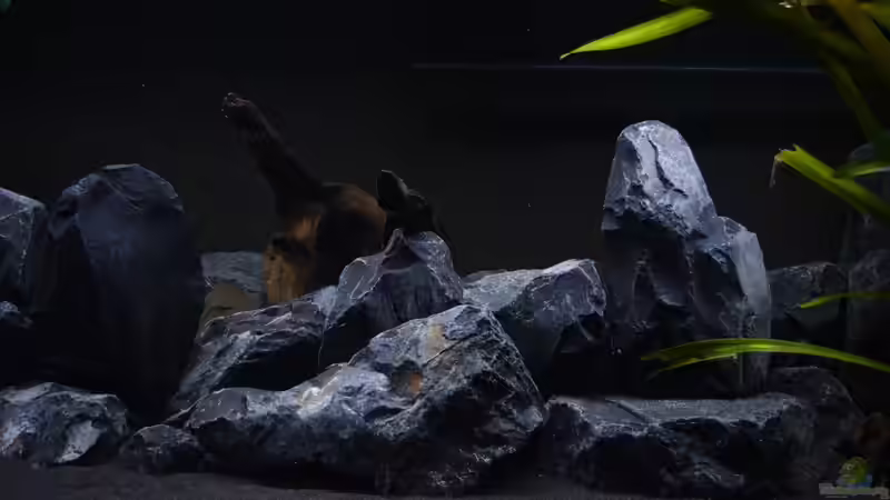 Dekoration im Aquarium Malawibottich von Bowa (13)