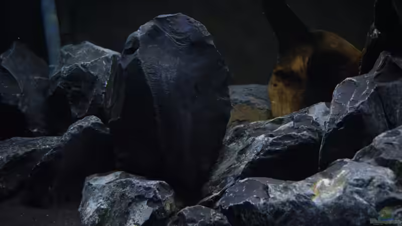 Dekoration im Aquarium Malawibottich von Bowa (14)