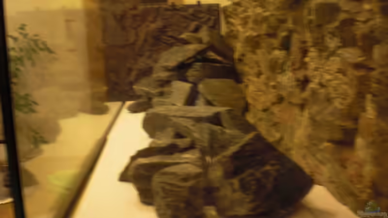 Dekoration im Aquarium Malawitank von pennywise (16)