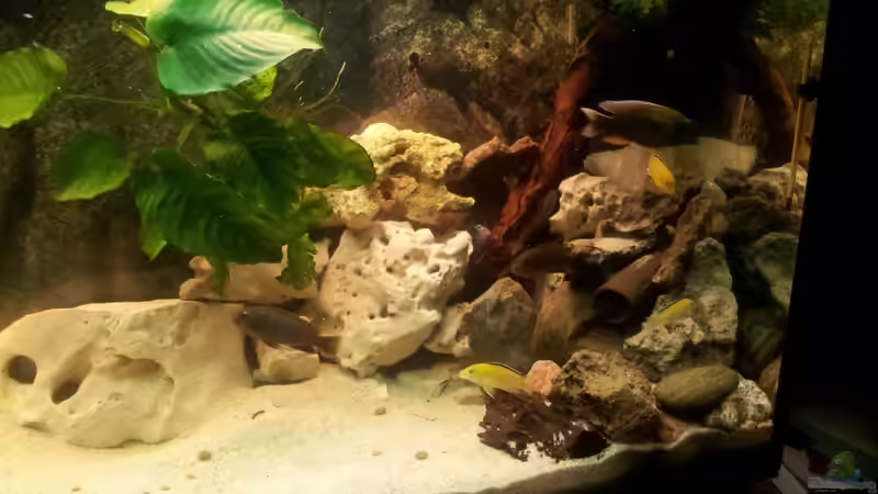 Dekoration im Aquarium malawiworld von Stephan Fehringer (4)