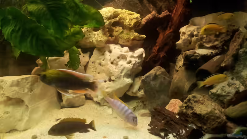 Dekoration im Aquarium malawiworld von Stephan Fehringer (5)