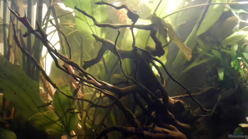 Dekoration im Aquarium Manikam (2014 - 2017) von miv (22)