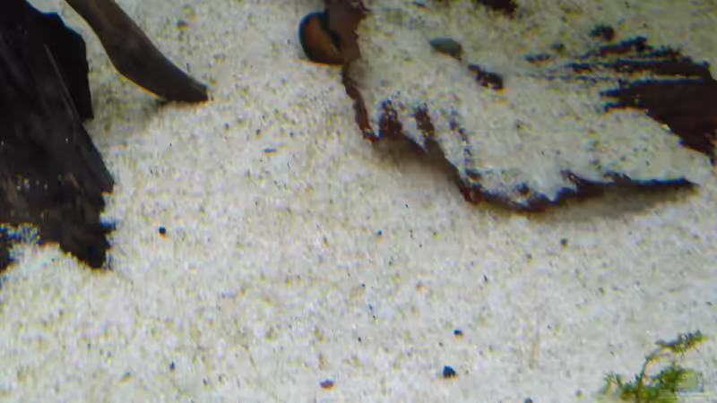 Dekoration im Aquarium Marco&#039;s Schieferbruch von AdrianSoS (37)