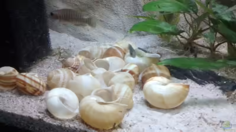 Dekoration im Aquarium Maulwurfbecken von Paul8 (8)