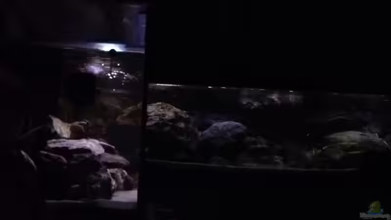 Dekoration im Aquarium Mbamba Bay Island von Tobias Sch. (2)