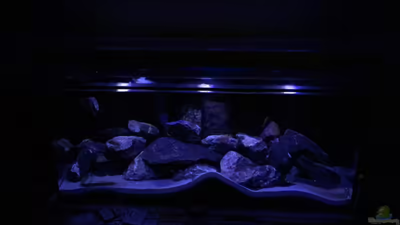 Dekoration im Aquarium Mbamba Bay Island von Tobias Sch. (3)