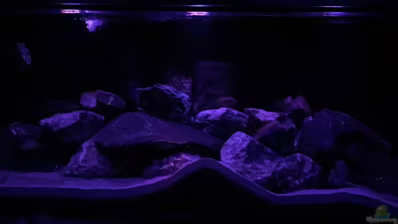 Dekoration im Aquarium Mbamba Bay Island von Tobias Sch. (4)