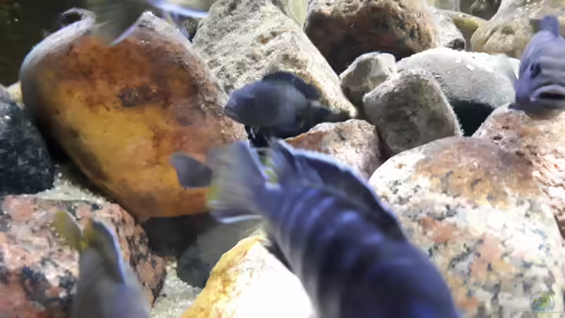 Dekoration im Aquarium Mbuna - low Energy von Miketsch (17)