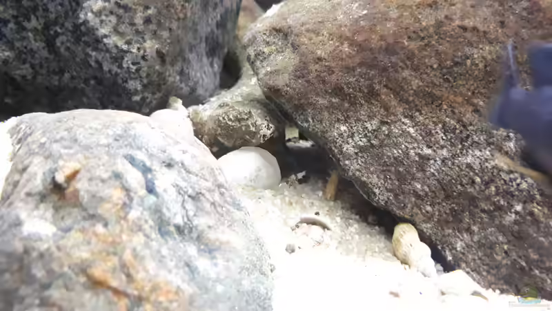 Dekoration im Aquarium Mbuna - low Energy von Miketsch (21)