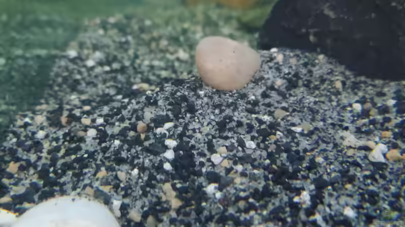 Dekoration im Aquarium Mbuna Becken (Einlaufphase) von Jan83 (6)