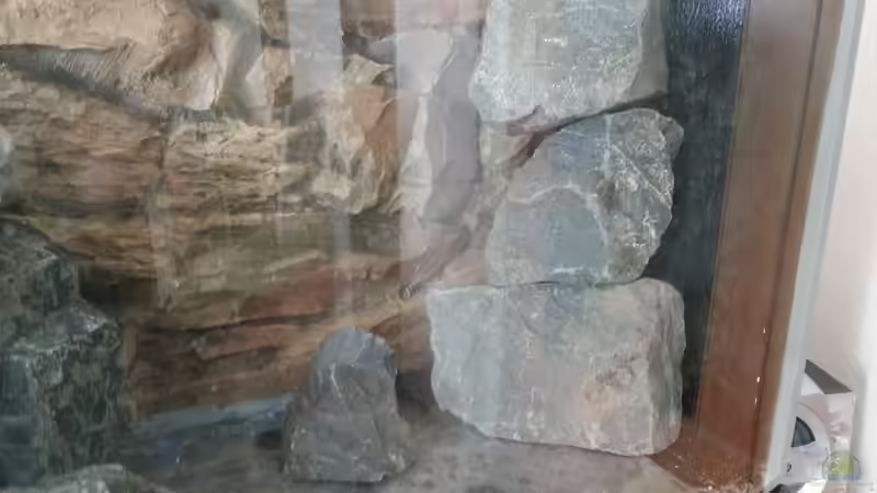 Dekoration im Aquarium Mbuna Becken (nur noch als Beispiel) von Sebastian O. (10)