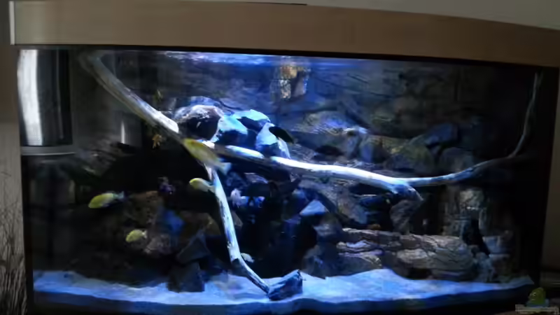 Dekoration im Aquarium Mbuna Becken (nur noch als Beispiel) von Sebastian O. (18)