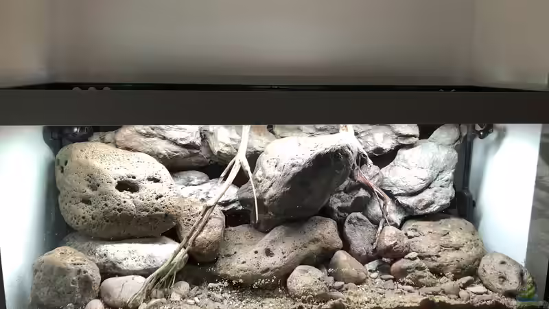 Dekoration im Aquarium Mbuna Felszone von Fab! (3)