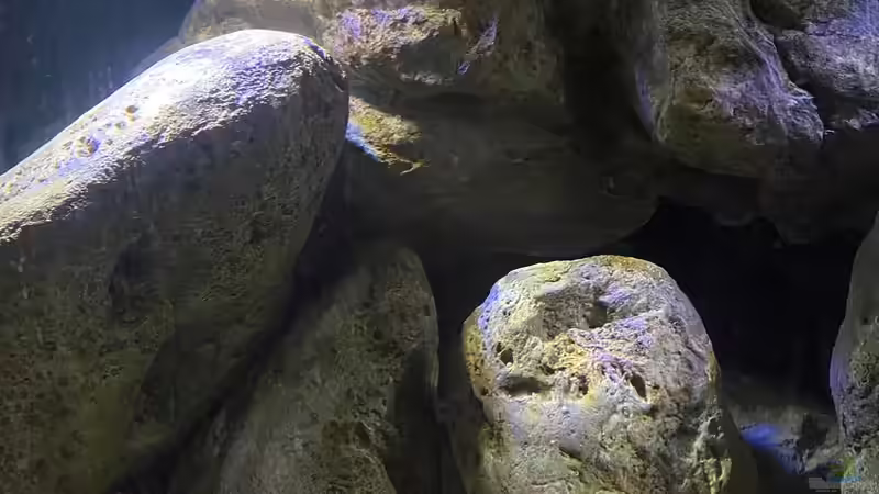 Dekoration im Aquarium Mbuna Felszone von Fab! (5)