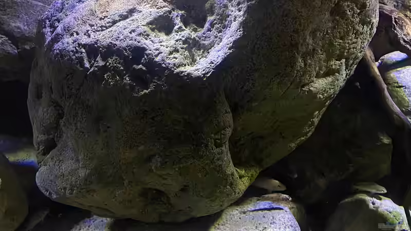 Dekoration im Aquarium Mbuna Felszone von Fab! (6)