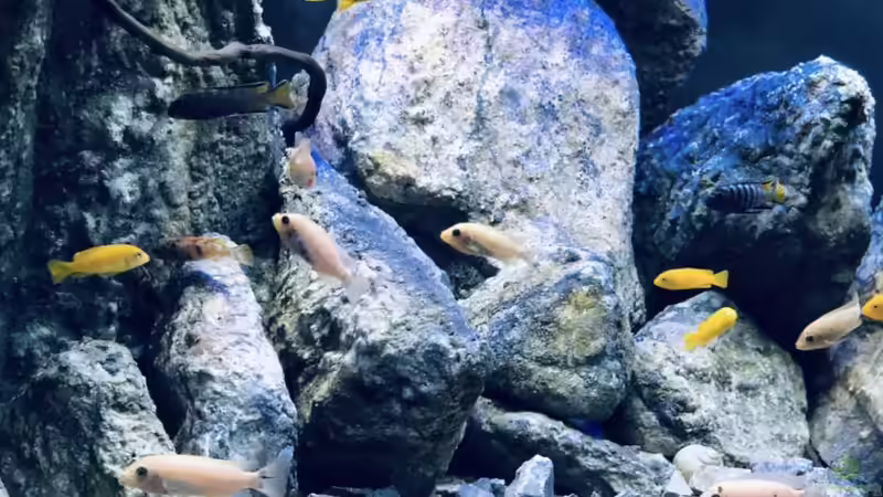 Dekoration im Aquarium Mbuna Mumbo Island by Lukas von LukW124 (8)