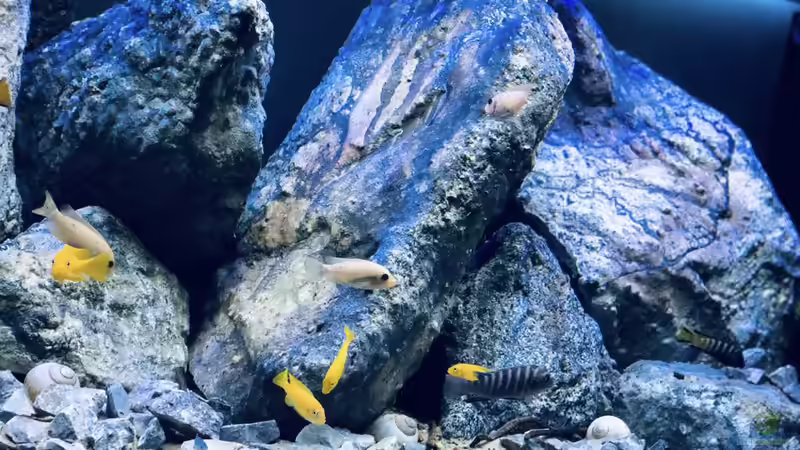 Dekoration im Aquarium Mbuna Mumbo Island by Lukas von LukW124 (9)