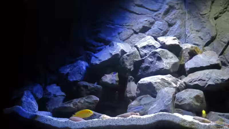 Dekoration im Aquarium Mbuna Tempel von Rinsu (12)