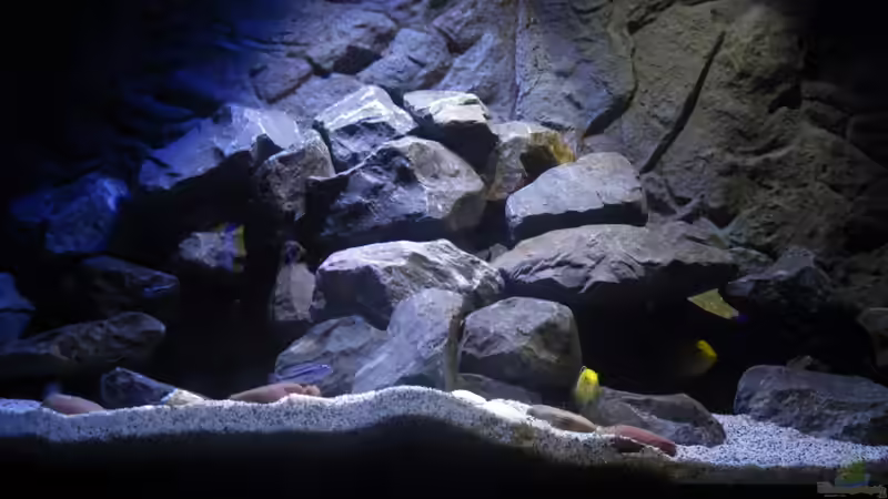 Dekoration im Aquarium Mbuna Tempel von Rinsu (13)