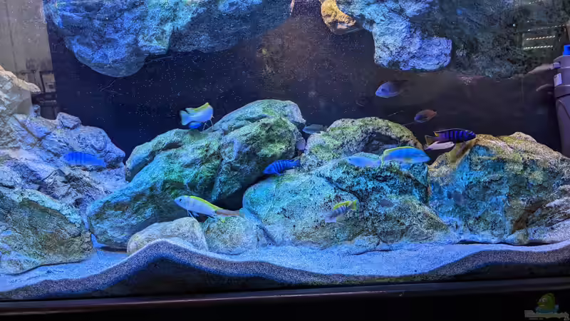 Dekoration im Aquarium Mbuna von Thomas Thesing (7)