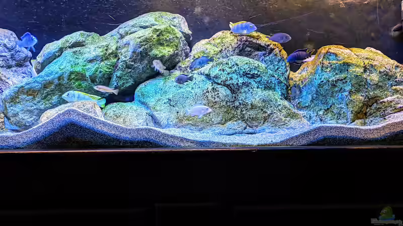 Dekoration im Aquarium Mbuna von Thomas Thesing (8)