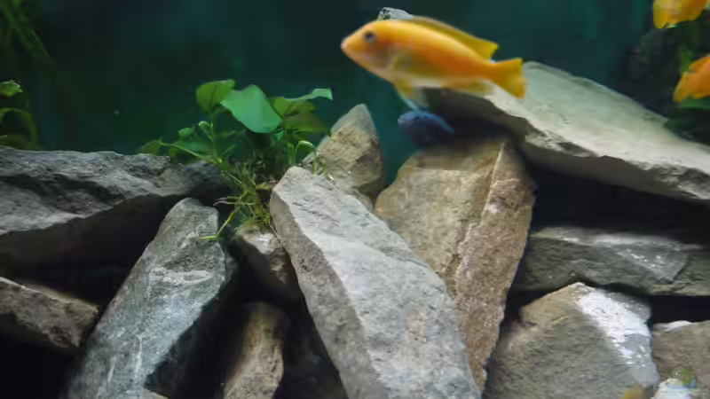 Dekoration im Aquarium Mbuna&#039;s in Sandsteinhöhlen von Volker Alms (20)